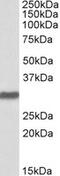 POU Class 5 Homeobox 1 antibody, MBS420786, MyBioSource, Western Blot image 