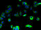 Signal Peptidase Complex Subunit 1 antibody, A61118-100, Epigentek, Immunofluorescence image 