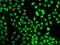Thymopoietin antibody, GTX16410, GeneTex, Immunocytochemistry image 
