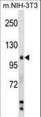 Salt Inducible Kinase 2 antibody, LS-C158259, Lifespan Biosciences, Western Blot image 