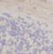 p190 antibody, FNab01298, FineTest, Immunohistochemistry frozen image 