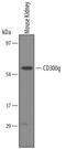 CD300 Molecule Like Family Member G antibody, PA5-47755, Invitrogen Antibodies, Western Blot image 
