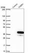 Oxidative Stress Responsive Serine Rich 1 antibody, NBP1-91725, Novus Biologicals, Western Blot image 
