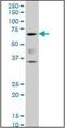 RUNX Family Transcription Factor 2 antibody, orb89568, Biorbyt, Western Blot image 
