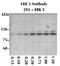 Bmk1 antibody, MBS395955, MyBioSource, Western Blot image 