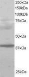 Polycomb group RING finger protein 2 antibody, PA1-31962, Invitrogen Antibodies, Western Blot image 