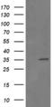Replication Factor C Subunit 2 antibody, NBP2-45570, Novus Biologicals, Western Blot image 