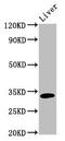 Thiosulfate Sulfurtransferase antibody, LS-C672704, Lifespan Biosciences, Western Blot image 