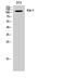 Kinase suppressor of Ras 1 antibody, GTX34028, GeneTex, Western Blot image 