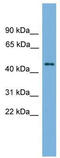 Forkhead Box A2 antibody, TA342263, Origene, Western Blot image 
