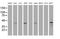 Proline Rich 11 antibody, MA5-26459, Invitrogen Antibodies, Western Blot image 