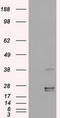 Oncostatin M antibody, TA500195, Origene, Western Blot image 