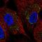 Zinc Finger DHHC-Type Containing 11B antibody, PA5-67029, Invitrogen Antibodies, Immunofluorescence image 