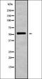 SH2 Domain Containing 4A antibody, orb338693, Biorbyt, Western Blot image 