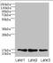 Mitochondrial Ribosomal Protein L14 antibody, A62982-100, Epigentek, Western Blot image 