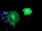 Bridging Integrator 3 antibody, NBP2-03389, Novus Biologicals, Immunofluorescence image 