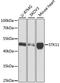 Serine/Threonine Kinase 11 antibody, A2122, ABclonal Technology, Western Blot image 