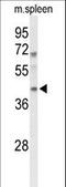 MAF BZIP Transcription Factor A antibody, LS-C163965, Lifespan Biosciences, Western Blot image 