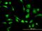 Probable serine carboxypeptidase CPVL antibody, orb89789, Biorbyt, Immunofluorescence image 