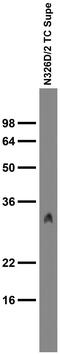 Receptor expression-enhancing protein 2 antibody, 73-367, Antibodies Incorporated, Western Blot image 