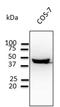 Gap Junction Protein Alpha 1 antibody, orb11601, Biorbyt, Western Blot image 