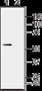 Monocarboxylate transporter 1 antibody, GTX35258, GeneTex, Immunohistochemistry frozen image 