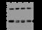 Caseinolytic Mitochondrial Matrix Peptidase Proteolytic Subunit antibody, 201956-T46, Sino Biological, Western Blot image 