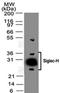 SIGLEC-H antibody, NBP2-27061, Novus Biologicals, Western Blot image 