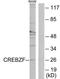 CREB/ATF BZIP Transcription Factor antibody, TA315690, Origene, Western Blot image 