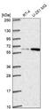 Dolichol Kinase antibody, NBP2-68873, Novus Biologicals, Western Blot image 