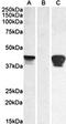 SLAM Family Member 8 antibody, orb137098, Biorbyt, Western Blot image 