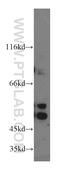 Nicotinate Phosphoribosyltransferase antibody, 13549-1-AP, Proteintech Group, Western Blot image 