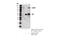 Nuk antibody, 83029T, Cell Signaling Technology, Immunoprecipitation image 