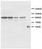 Cadherin 2 antibody, AM20646PU-N, Origene, Western Blot image 