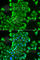 Cysteinyl-tRNA synthetase, cytoplasmic antibody, A6540, ABclonal Technology, Immunofluorescence image 
