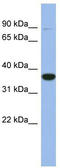 FA Complementation Group L antibody, TA335902, Origene, Western Blot image 