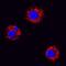 VEGF antibody, BAF1603, R&D Systems, Western Blot image 