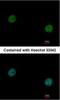 Valosin Containing Protein antibody, NBP2-15162, Novus Biologicals, Immunocytochemistry image 