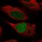 Histone-lysine N-methyltransferase MLL3 antibody, HPA074736, Atlas Antibodies, Immunofluorescence image 