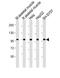 Leucine Rich Repeat Containing G Protein-Coupled Receptor 5 antibody, PA5-72358, Invitrogen Antibodies, Western Blot image 