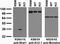 Hyaluronan And Proteoglycan Link Protein 2 antibody, 75-341, Antibodies Incorporated, Western Blot image 