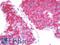 Claudin 16 antibody, LS-B10372, Lifespan Biosciences, Immunohistochemistry frozen image 