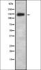 Synaptic Ras GTPase Activating Protein 1 antibody, orb336871, Biorbyt, Western Blot image 