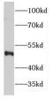 FA Complementation Group C antibody, FNab03005, FineTest, Western Blot image 