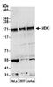 NIMA Related Kinase 1 antibody, A304-570A, Bethyl Labs, Western Blot image 