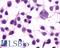 Metabotropic glutamate receptor 3 antibody, LS-A899, Lifespan Biosciences, Immunocytochemistry image 