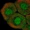 Transmembrane Protein 260 antibody, HPA003502, Atlas Antibodies, Immunofluorescence image 