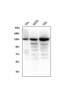 BUB1 Mitotic Checkpoint Serine/Threonine Kinase B antibody, M01564-3, Boster Biological Technology, Western Blot image 