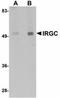 Immunity Related GTPase Cinema antibody, orb94299, Biorbyt, Western Blot image 