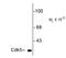 Cyclin Dependent Kinase 5 antibody, TA309090, Origene, Western Blot image 